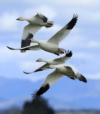 Skagit Valley, WA